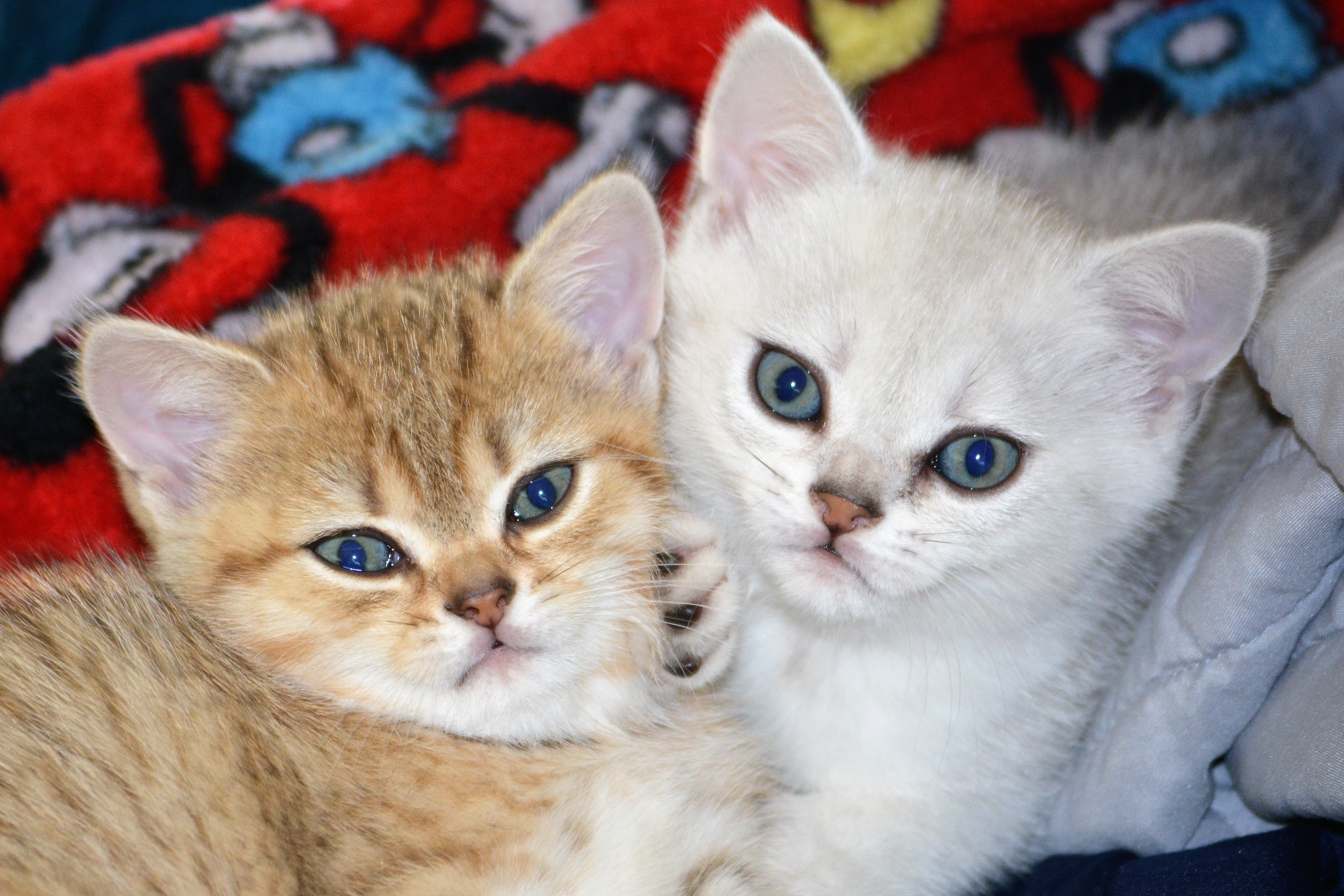 New Litter of Four kittens available July 1 Hunter Vale Farm