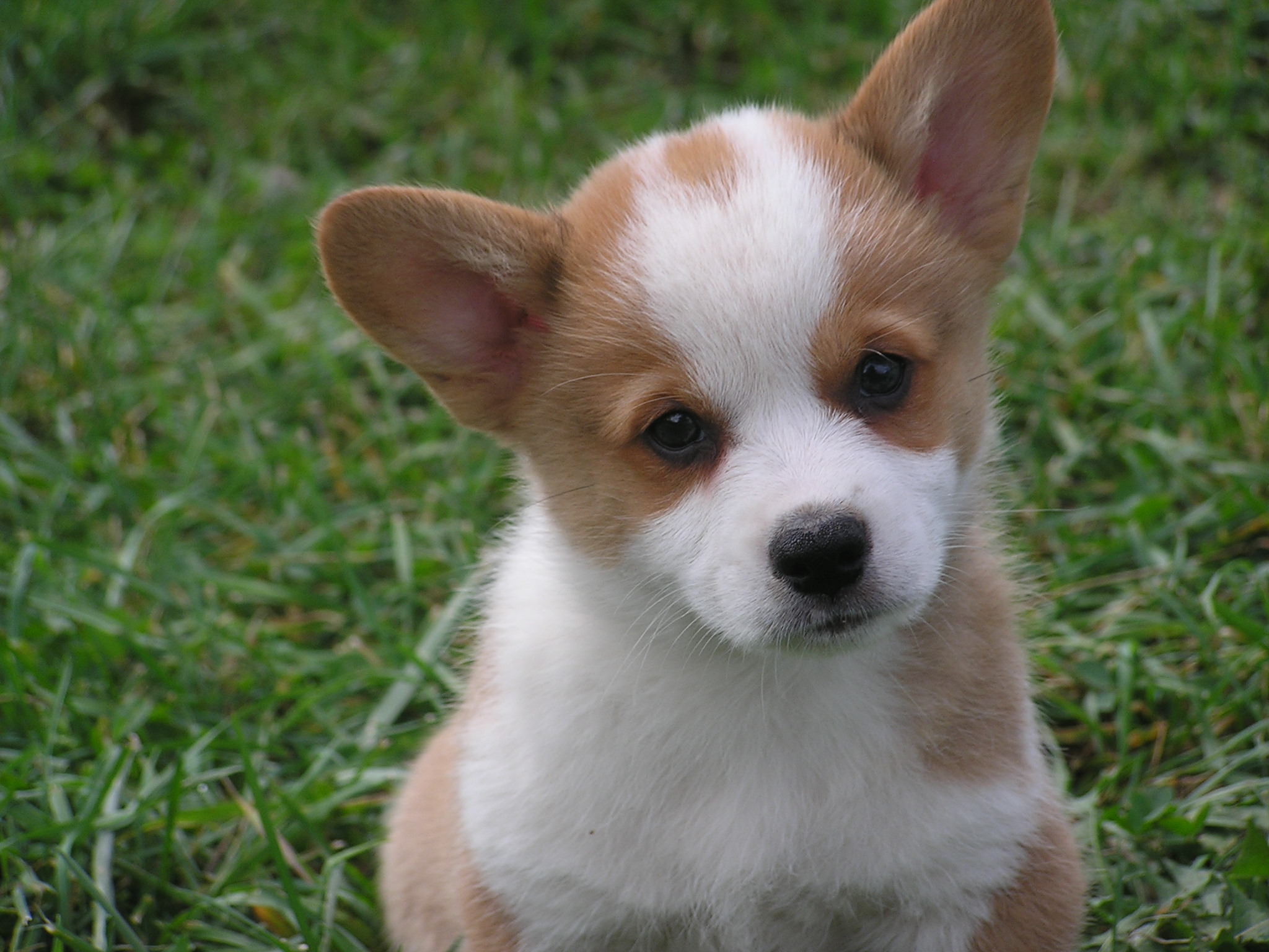 Welsh Pembroke Corgis | Hunter Vale Farm