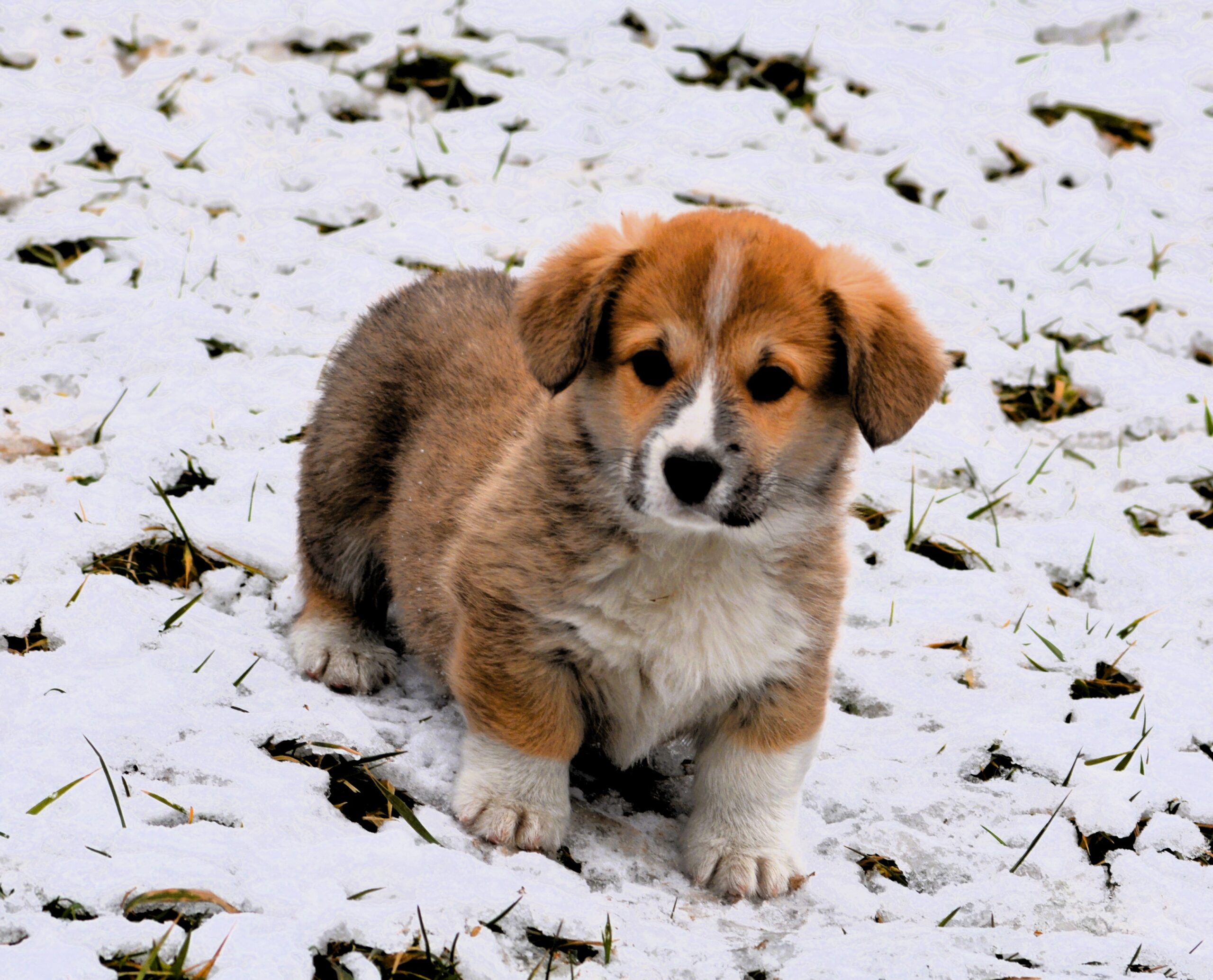 Hunter vale corgis 2025