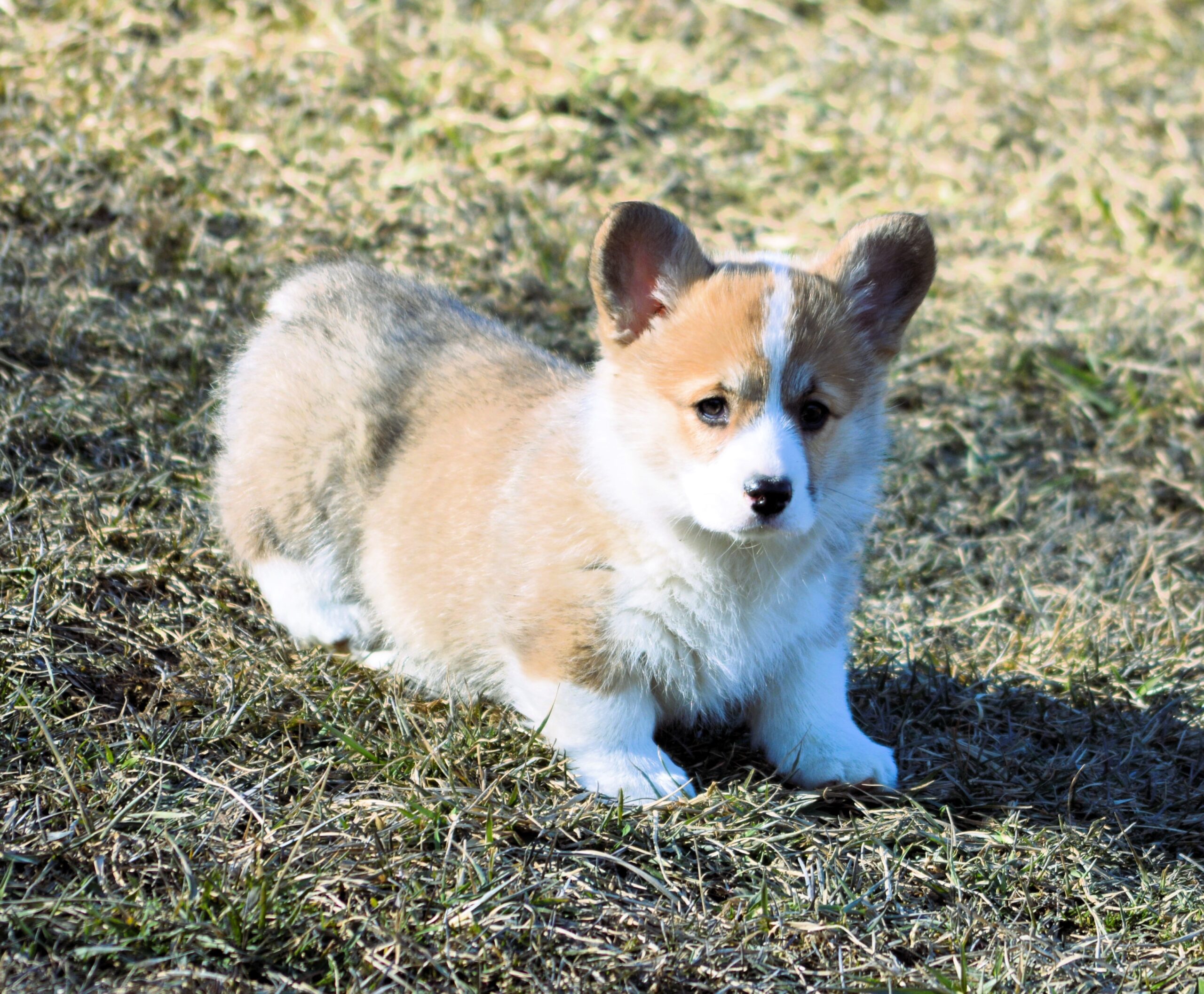 AVAILABLE PUPPIES Two females Hunter Vale Farm